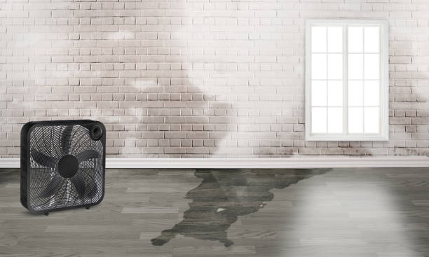 Best Basement water damage restoration  in Clarkson Valley, MO